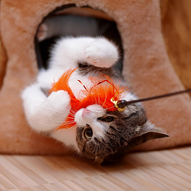 istock Striped with white the cat plays with a toy. 479243662