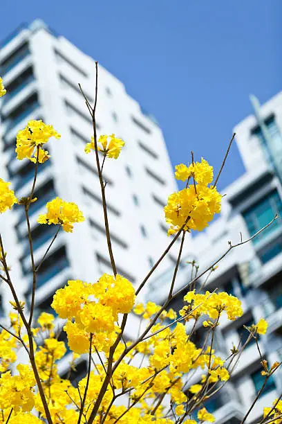 Golden Trumpet-tree.