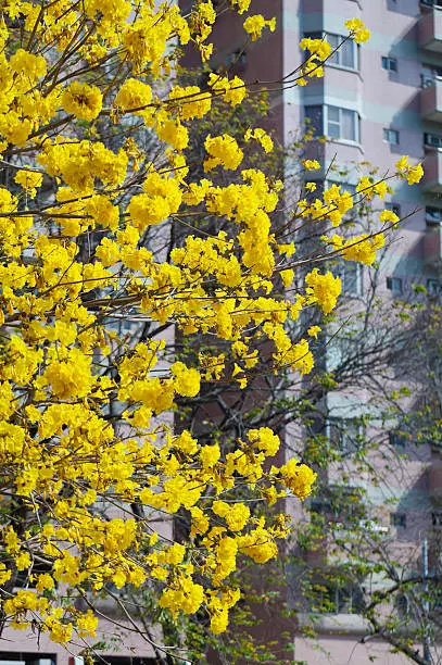 Golden Trumpet-tree.