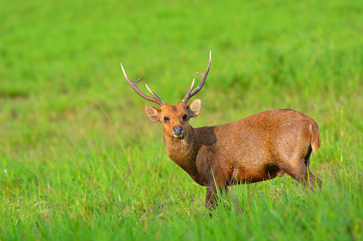 hog deer stand alone on grassland