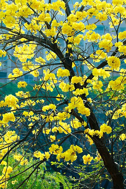 Golden Trumpet-tree.