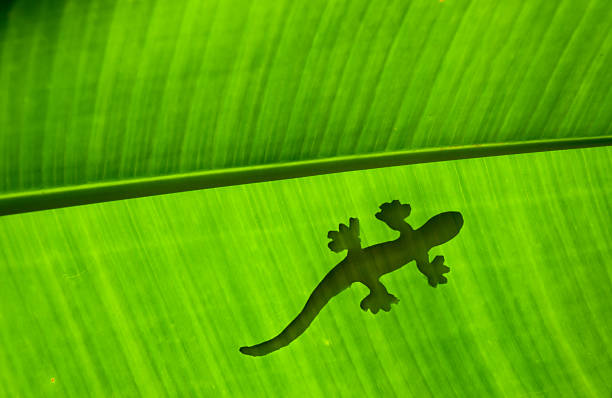istock the lizard on green banana leaf 479246180