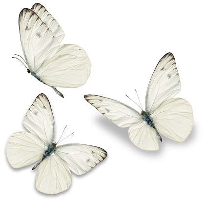Tres mariposa blanca photo