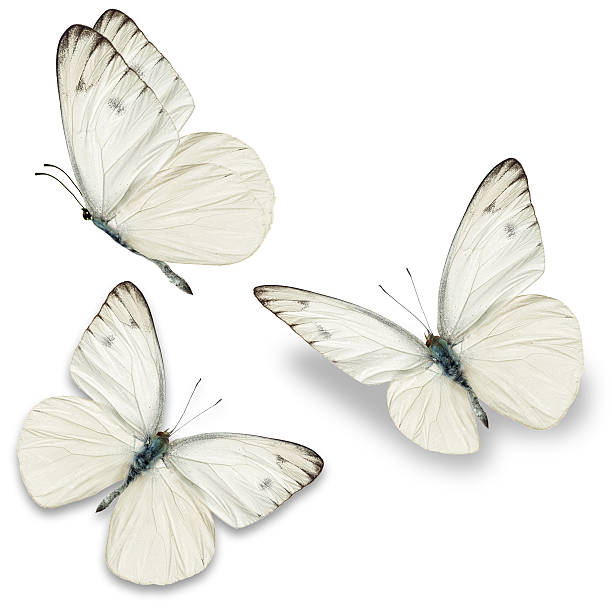 Three white butterfly Three white butterfly, isolated on white background three animals photos stock pictures, royalty-free photos & images