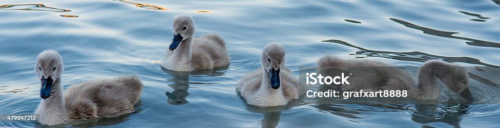 Group Of Swan Hatchlings Group of four small swan hatchlings, swimming alone on a calm lake in the evening Baby Chicken Stock Photo