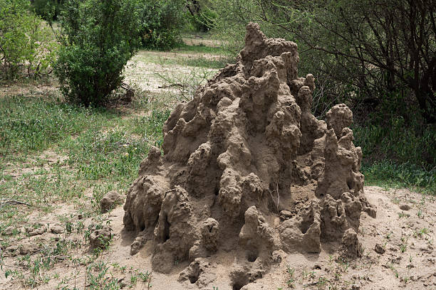 istock Termite mound in Serengeti National Park 479247446