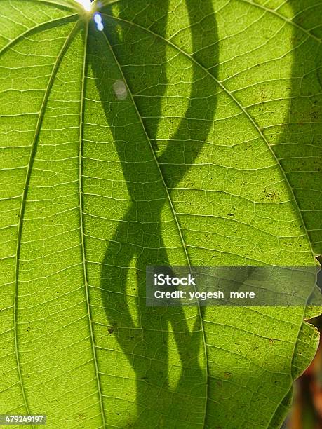 Plant Von Stictocardia Tiliifolia Stockfoto und mehr Bilder von Abstrakt - Abstrakt, Asien, Baumgruppe