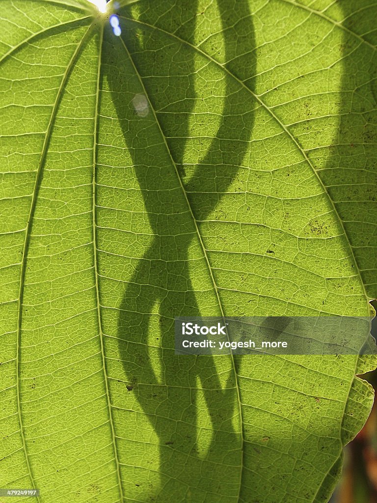 Divisione di Stictocardia tiliifolia - Foto stock royalty-free di Ampio