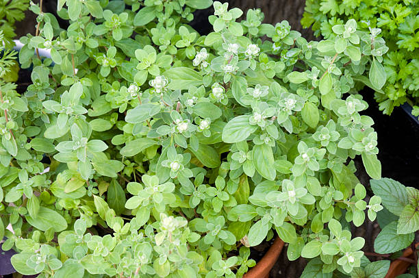 Closeup View of the Herb Known as Sweet Marjoram stock photo