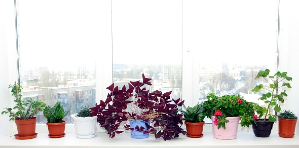 Flowerpots in pots on a window sill near a window