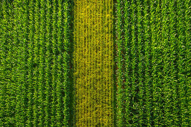 Rows of vibrant green maize sweetcorn crop ripening in the summer sunshine of a farmer's field. ProPhoto RGB profile for maximum color fidelity and gamut.