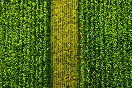 Rows of vibrant green maize sweetcorn crop ripening in the summer sunshine of a farmer's field. ProPhoto RGB profile for maximum color fidelity and gamut.