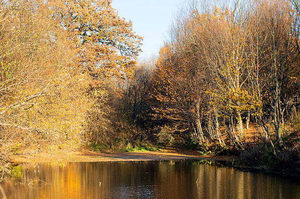 istock Lake with clear water in the autumn forest 479265260