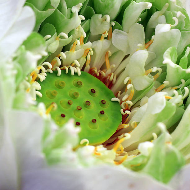istock blooming lotus flower 479266191