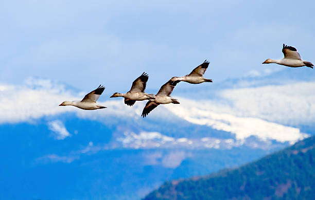 istock Snow Geese Flying Mountains Skagit Valley Washington 479266549
