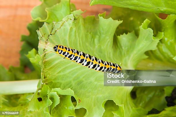 Bright Colourful Worm Stock Photo - Download Image Now - Animal Body Part, Centipede, Green Color