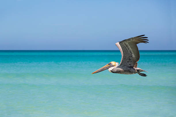 istock Beautiful pelican flying around caribbean beach 479266823