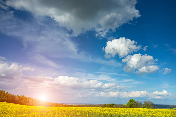 istock Sunset above colza field 479267954