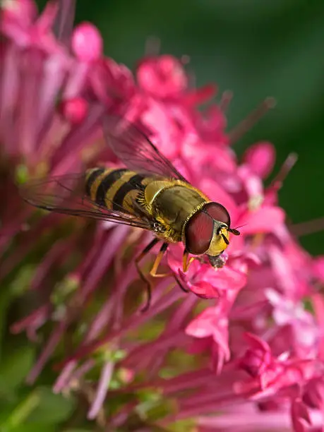 Outdoor close up photography of a marmalade hoverfly.
