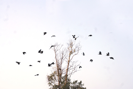Flock of crows over tree in the sky.