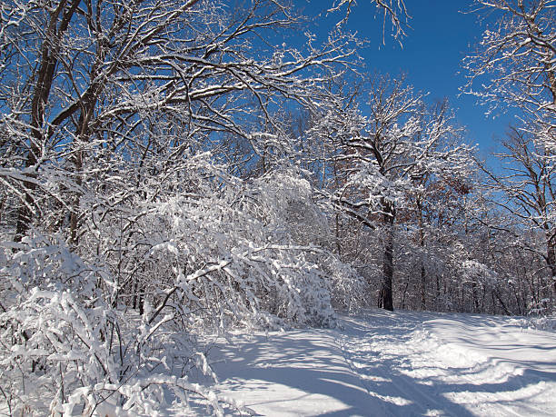 Winter landscape stock photo