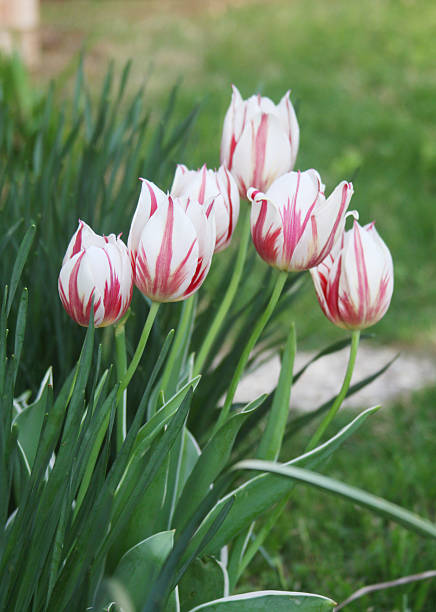 Some beautiful red and white tulips are photographed in the garden.