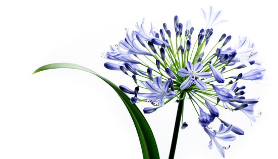 Blue Agapanthus Flower
