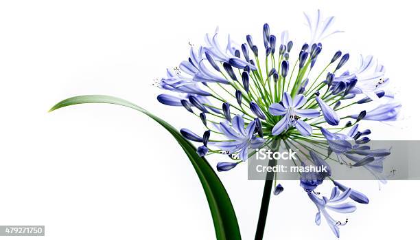 Blue Agapanthus Flower Stock Photo - Download Image Now - African Lily, 2015, Allergy