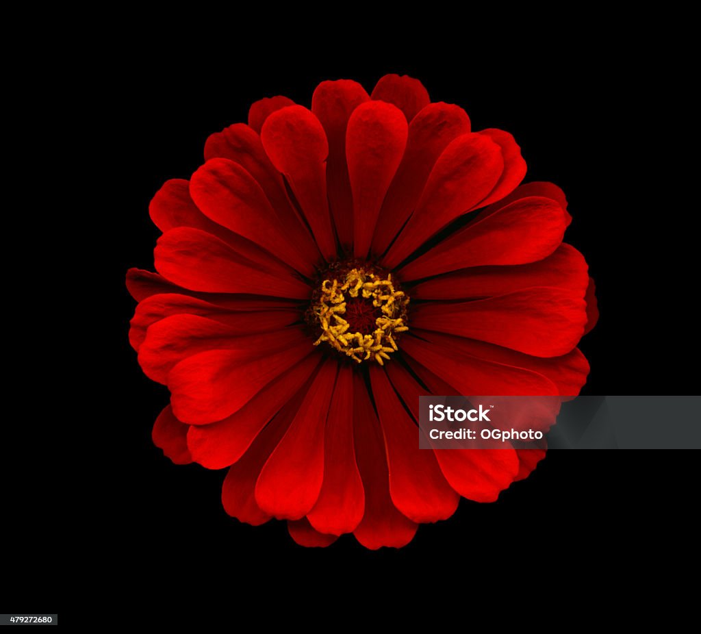 XXXL: Red zinnia isolated against a black background Red zinnia isolated against a black background Zinnia Stock Photo