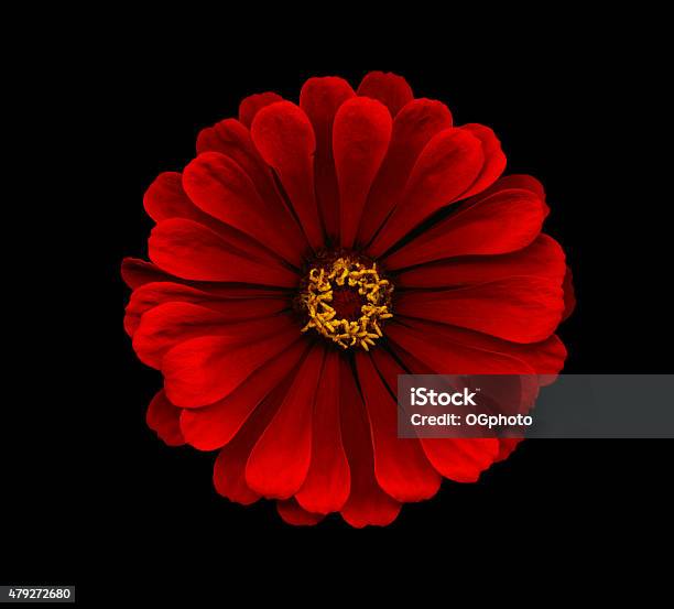 Xxxl Red Zinnia Isolated Against A Black Background Stock Photo - Download Image Now