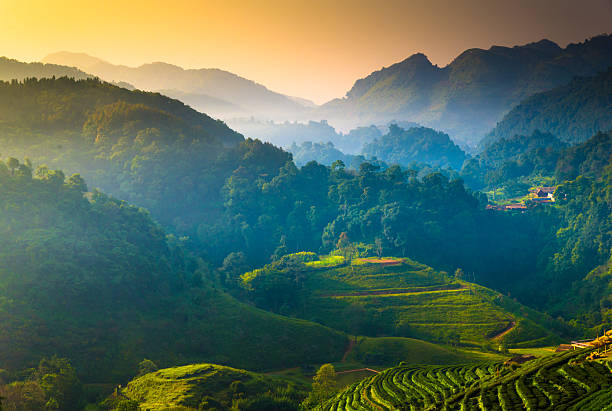 magnifique soleil dans les montagnes brumeuses matin. - landscape forest asia mountain photos et images de collection