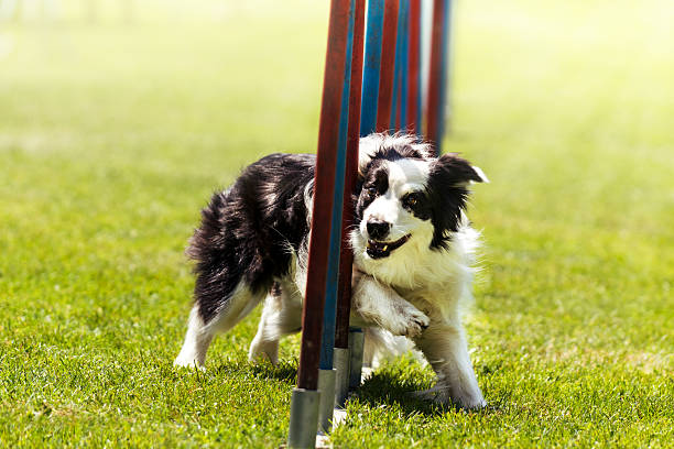 Cute small black dog jumping over the hurdle on its course in dog agility event