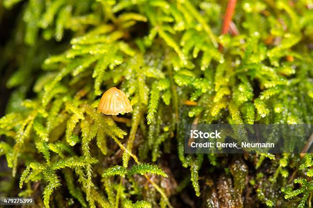 Piccolo Mondo - Fotografie stock e altre immagini di Ambientazione esterna - Ambientazione esterna, Biologia, Botanica