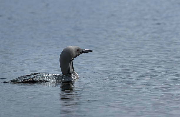 Black-throated diver swimming stock photo