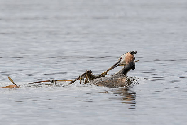 Great crested grebe building nest stock photo