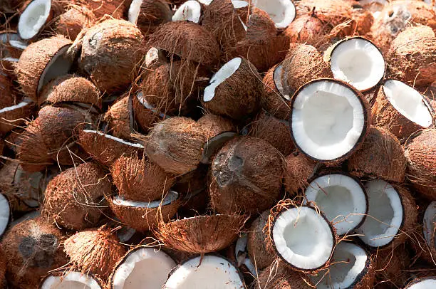 Large pile of Coconuts with one coconut cut open in half. coconut  fruit is mainly cultivated in Sri Lnaka, Malaysia, Indonesia, Thailand. Coconut oil is prepared from