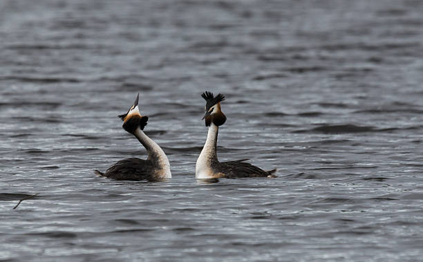 Great crested grebes mating stock photo