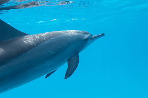 istock single dolphin in tropical sea, underwater 479283094