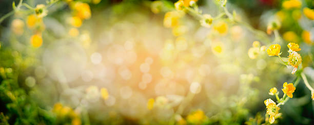 desfocado verão natureza fundo com flores amarelas jardim, banner - close to moving up closed single flower - fotografias e filmes do acervo