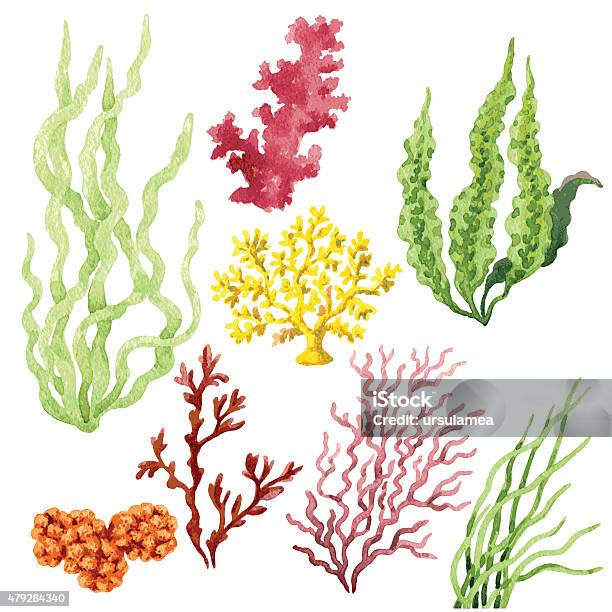 Seaweed Set Stock Illustration - Download Image Now - Watercolor ...