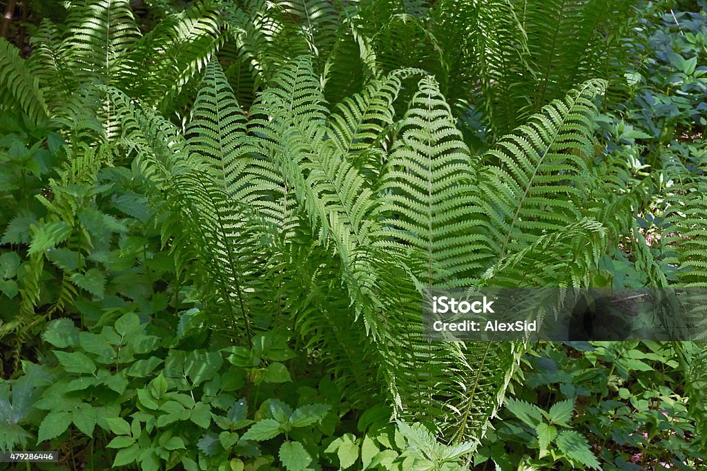 Sprouts of fern blossom in a forest glade. Young sprouts of fern blossom in a forest glade. 2015 Stock Photo