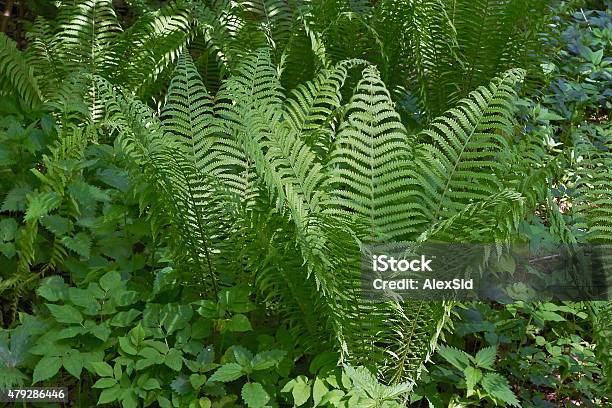 Sprouts Of Fern Blossom In A Forest Glade Stock Photo - Download Image Now - 2015, Animal Wildlife, Australia
