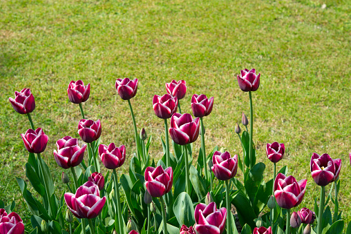 Tulip in a Venetian Park