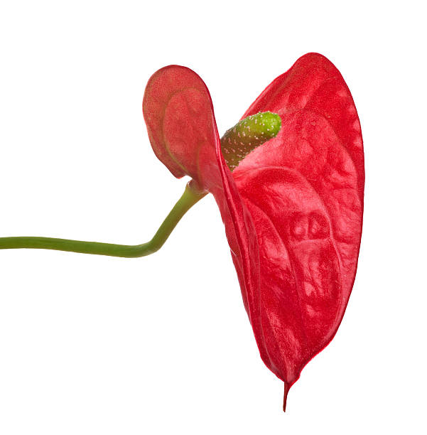 istock single red anthurium flower isolated on white 479286711