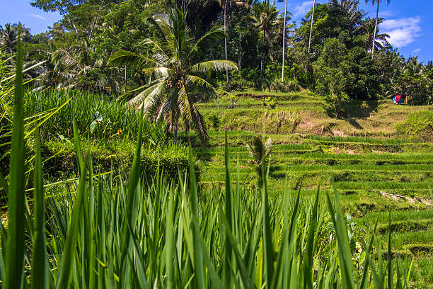 Terraced fields in sunshine. Tegalalang rice terrace. Bali