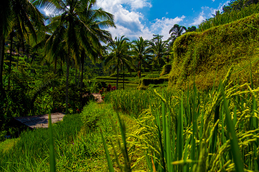 Terraced fields in sunshine. Tegalalang rice terrace. Bali