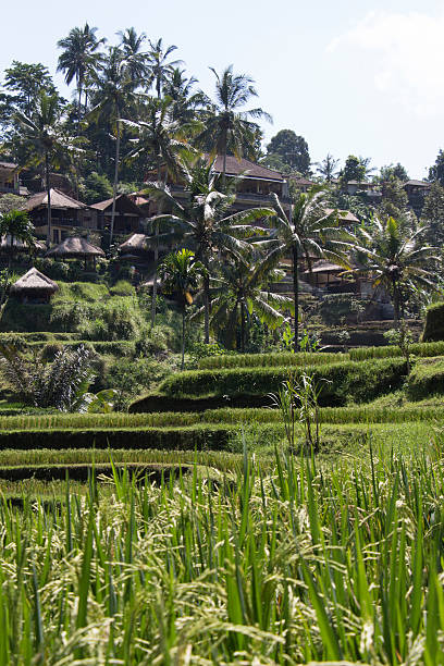 istock Tegalalang rice terrace. Bali 479287808