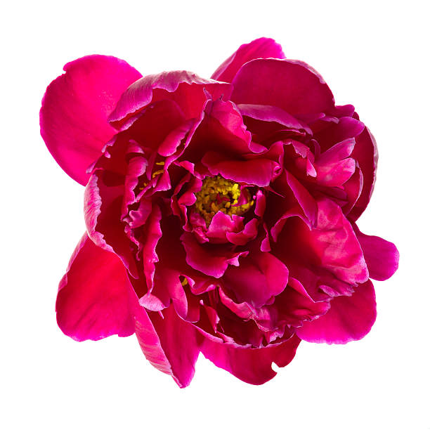 istock Pink peony flower 479288138