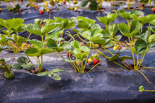 Strawberry Farm stock photo