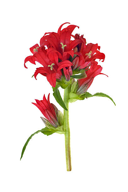 istock isolated branch with red flowers 479288375